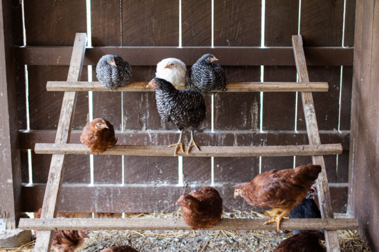 Building Chicken Coops the Easy Way