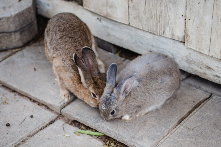 How Much Room Does a Rabbit’s Hutch Need to Have?
