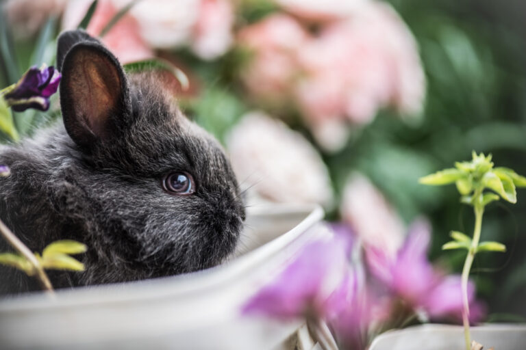 How to Buy the Right Pet Rabbit Hutch