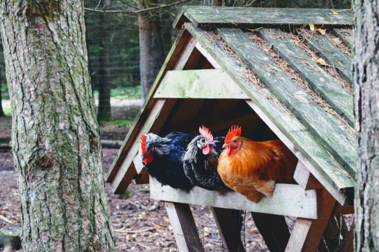 How to Make a Chicken Coop