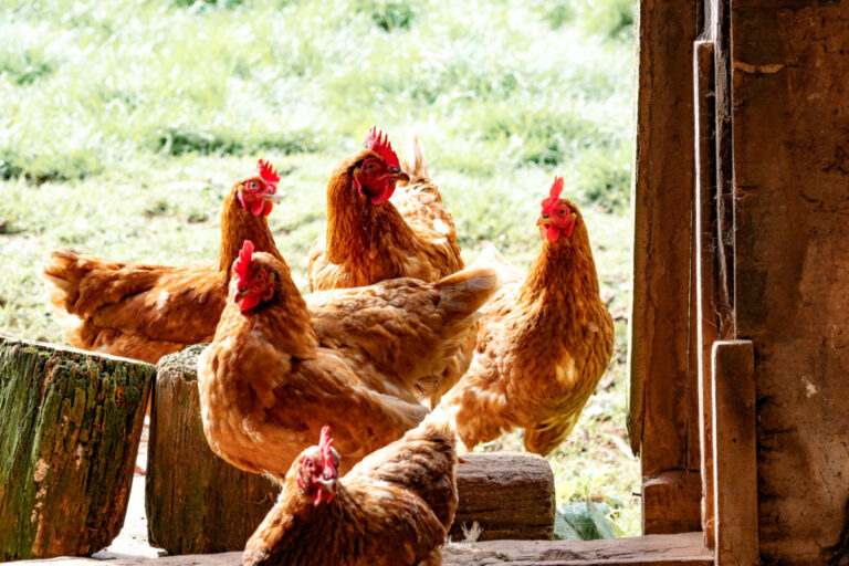 How to Pick Chicken Coop Plans