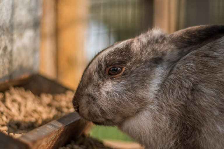 Include a Rabbit Hutch Cover to Shield Your Pet from the Elements and Attackers