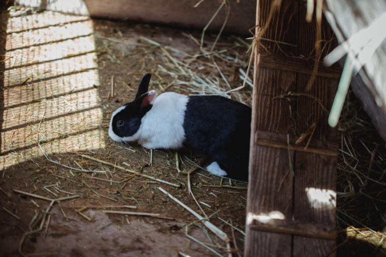 Is a Wooden Rabbit Hutch Better Than a Rabbit Cage?