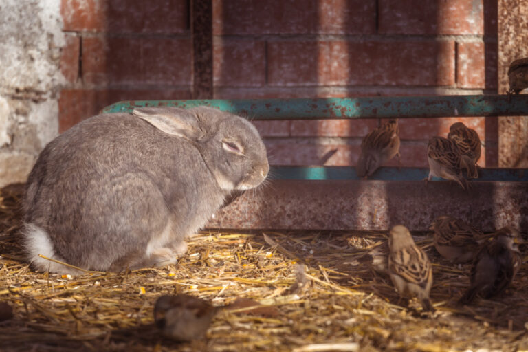 Make Sure You Have These Rabbit Hutch Supplies Before Buying Your Bunny