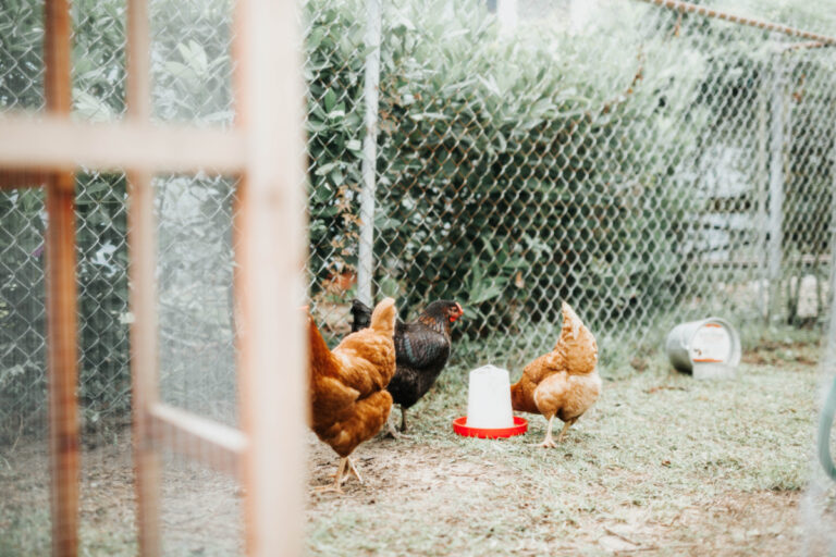 Purchasing the Best Chicken Coop Kits