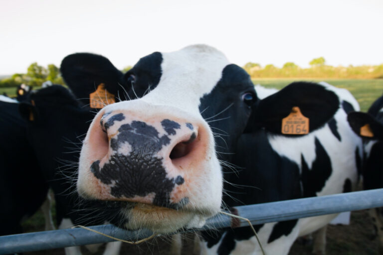 Raising a Homesteading Dairy Cow