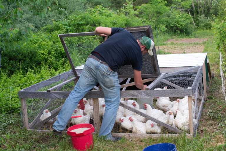 Setting Up Portable Chicken Coops in Your Backyard