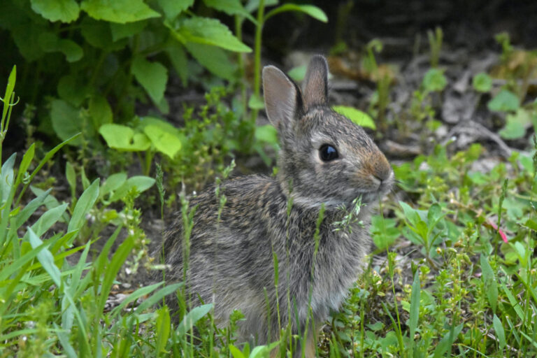The Best Rabbit Home Is a Hutch With a Rabbit Run