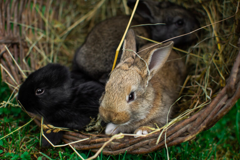 What Kind of Rabbit Hutch Plans Do You Need for Your Pet?