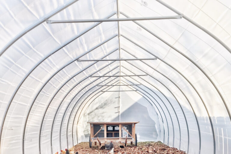 Why Choose a Small Chicken Coop Over a Larger One?