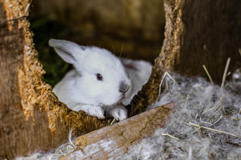 Buy a Rabbit Hutch for Sale Online and Get Free Shipping!