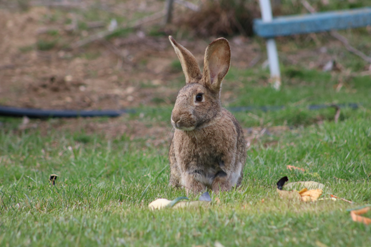 Big Dipper Rabbit Run How Big Should a Rabbit Run Be? A Homestead Sizing Guide | The ...