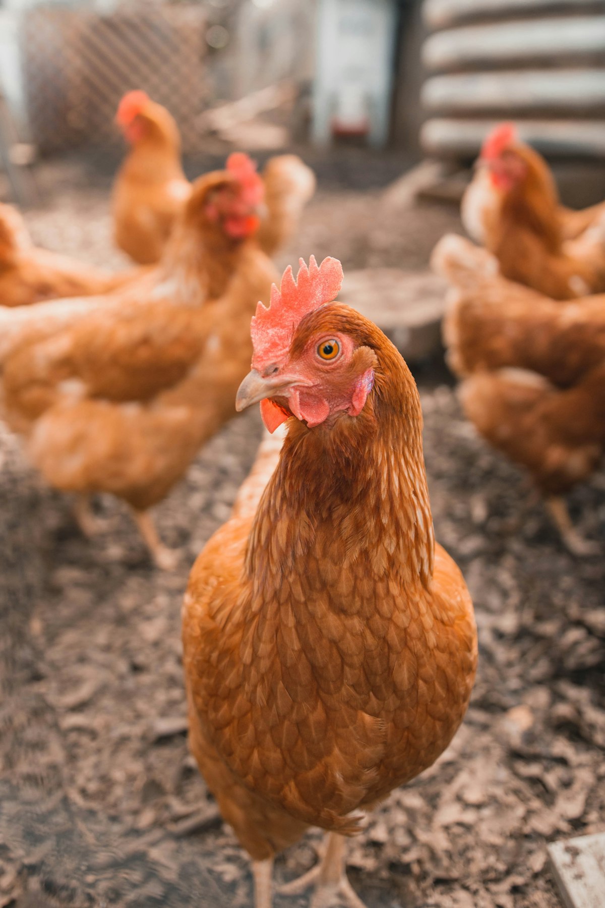 Chickens inside a coop with nesting boxes and clean straw bedding