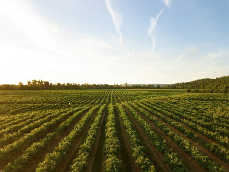Rolling green rural land showing potential property for homestead purchase