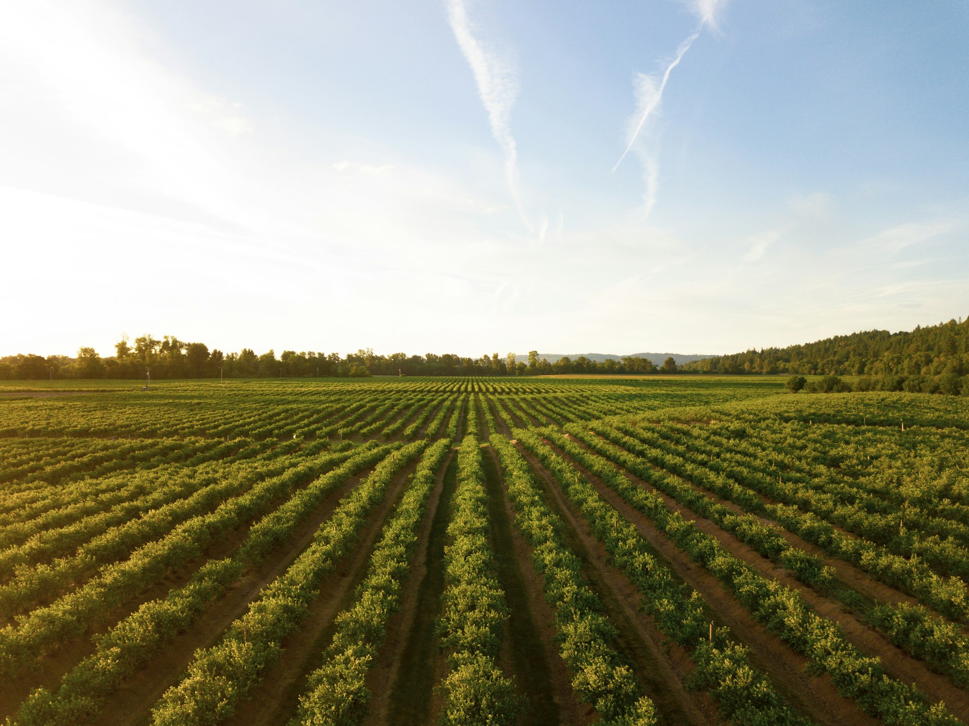 Rolling green rural land showing potential property for homestead purchase