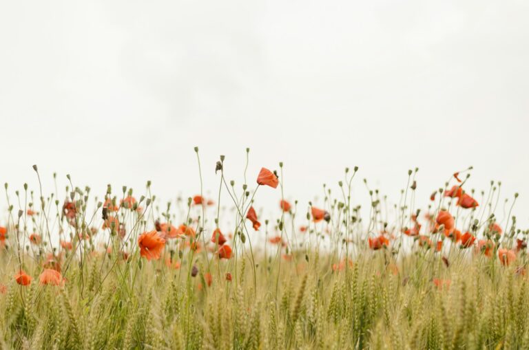 Wildflower meadow showing small outdoor space with natural growing potential