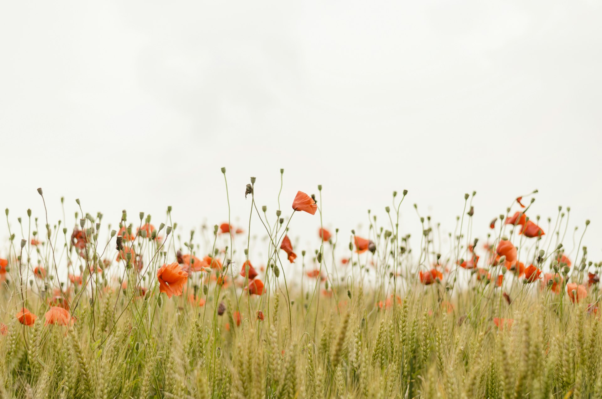 Wildflower meadow showing small outdoor space with natural growing potential
