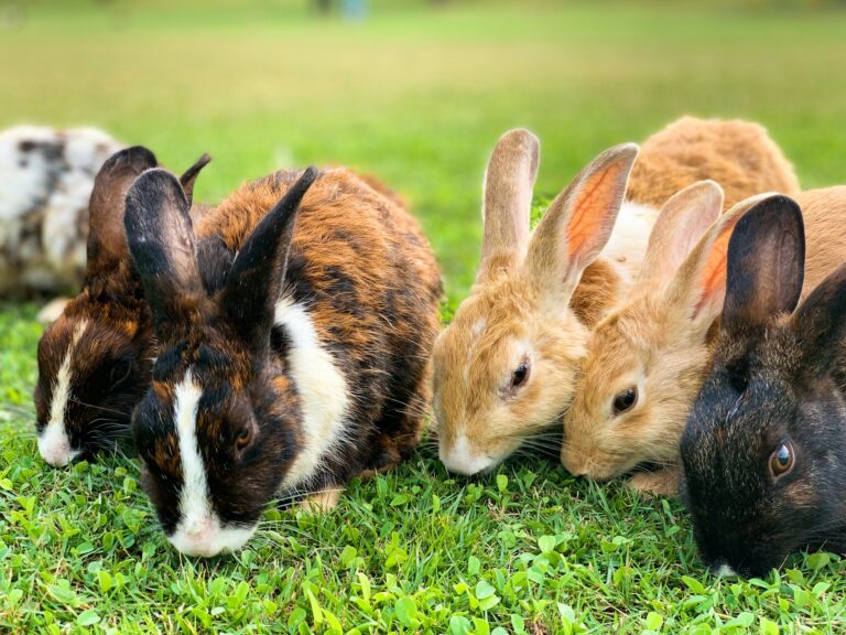 Rabbit in a hutch illustrating the importance of quality housing for animals