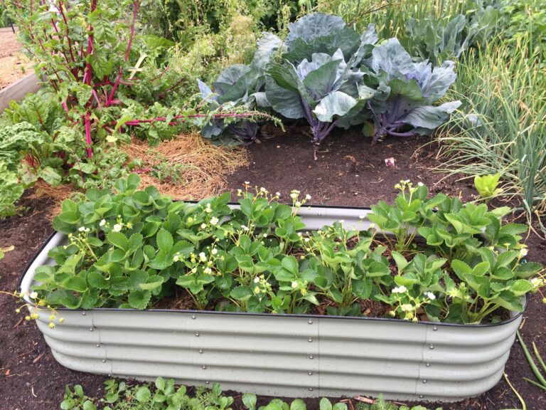 Urban Homesteading: The Complete Guide for City and Suburban Dwellers