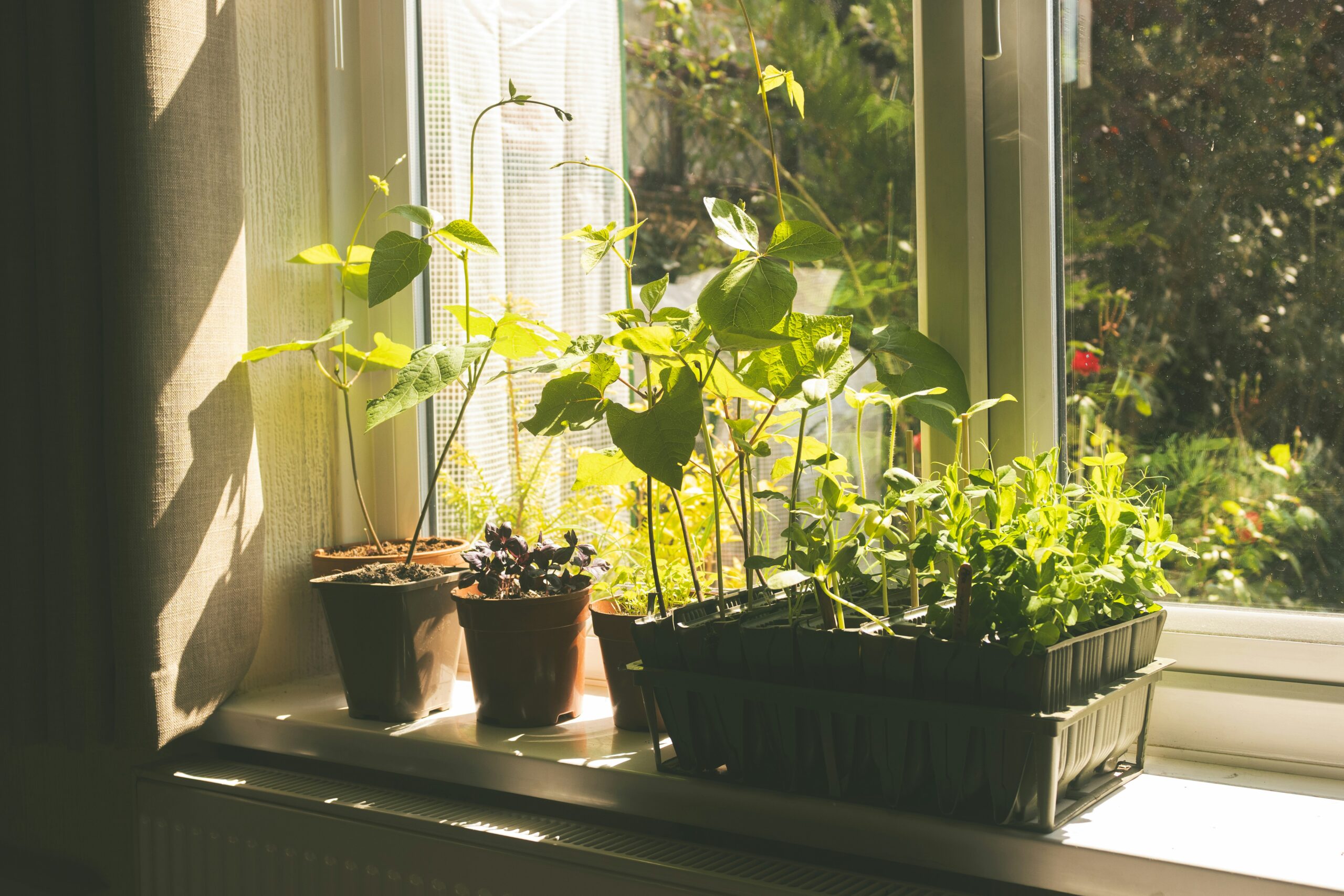 Bean seedlings, basil, and microgreens growing on a sunlit windowsill — a beginner homestead garden in a small space.