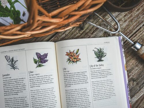 Open gardening reference book turned to "Choose What to Plant" chapter, beside a wicker harvest basket and hand cultivator on weathered wood — planning the homestead's first year month by month.